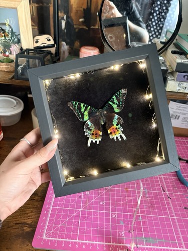 Madagascan sunset moth