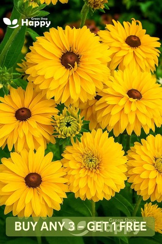 Rudbeckia golden daises - 'golden, daises'
