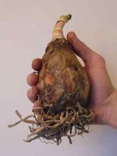 CRINUM Powellii - GIANT SWAMP