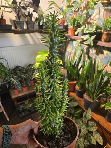 55cm eve pin cactus - 55cm,