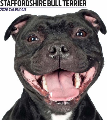 Staffordshire bull terrier - staffordshire,