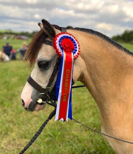 Small pony - small, leather