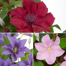 Climbing Plants Patio Clematis Boulevard, 3x 10.5cm Pots, Compact, Long Blooming