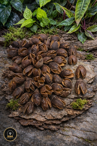 Bakuli pods natural botanical - bakuli,