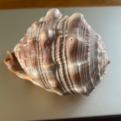 Beautiful conch sea - conch, 14cm