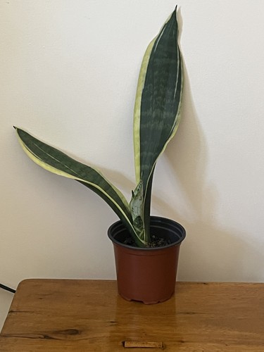 Sansevieria snake plant - plant, /