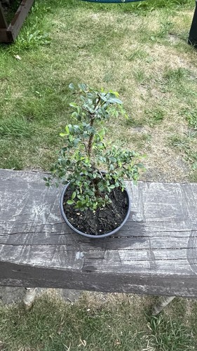 Chinese elm bonsai tree - bonsai,