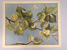 Enid Blyton Nature Plate 35 Poster The Queen Who Wanted A New Dress