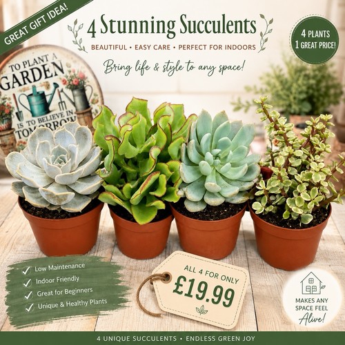 Mixed succulent house plants - 4,
