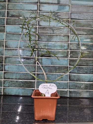 Cissus tuberosa caudex - cissus,