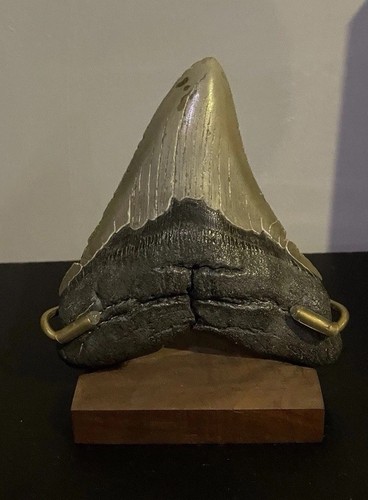 Genuine megalodon - genuine,