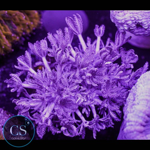 Pulsing xenia wysiwyg - -,