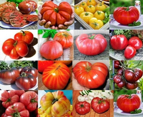 Tomato plug plants choose - tomato,