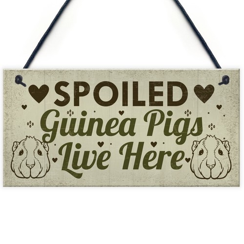 Spoiled guinea pigs - spoiled, live