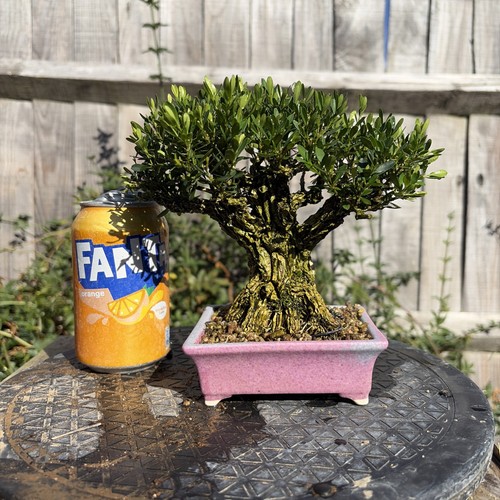 Boxwood bonsai tree - boxwood,