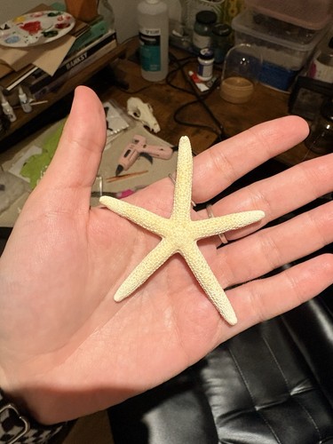 Genuine starfish dried - genuine,
