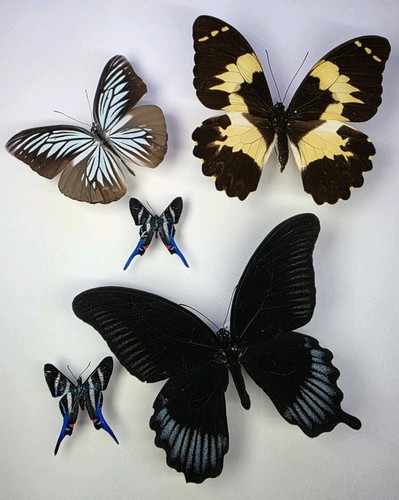 Real butterfly collection 5 - real,