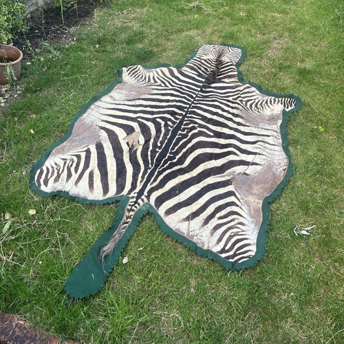 Zebra hide leather - hide, rug