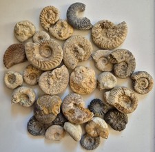 Over 30 Ammonites And Ammonite Fragments From An Old UK Collection