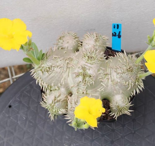 Yellow flowers pachypodium - flowers,