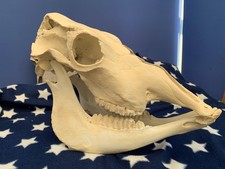 Real Cow Skull impressive display item (see photos!)