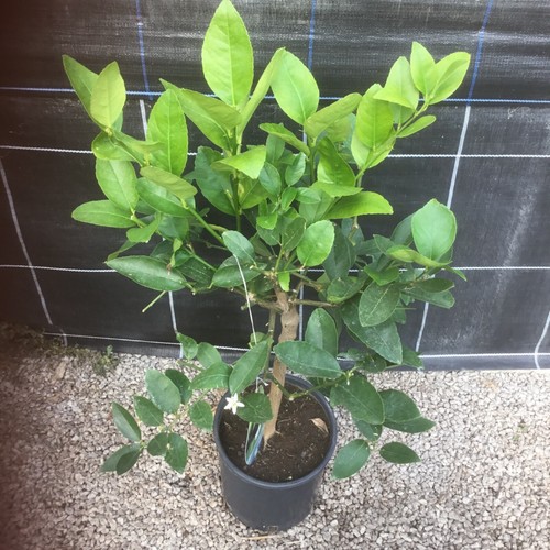 Citrus lime tahiti edible - lime,