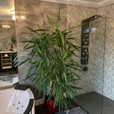 Very Large Real Yukka Plant