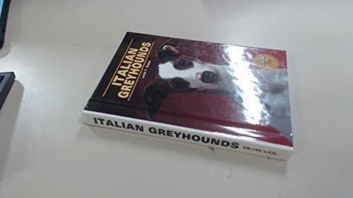 Italian greyhounds russo - greyhounds,,