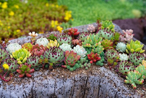 Sempervivum mixed species - 'mixed, species'