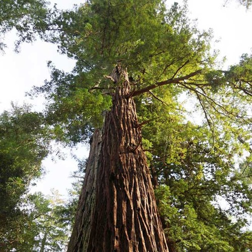 Sequoia sempervirens 20 - sequoia,