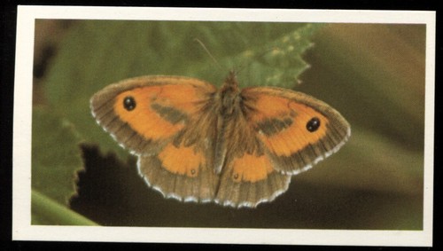 Tobacco card doncella - card,,