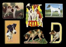 FOX TERRIER SMOOTH HAIRED