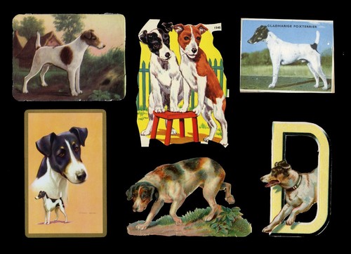 Fox terrier smooth - fox, haired