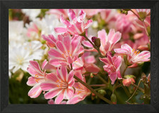 lewisia flower in bloom Framed