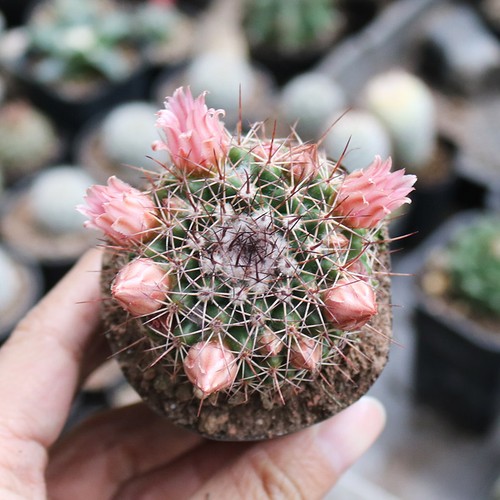Succulent cactus plant - succulent,