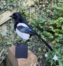 TAXIDERMY MAGPIE Legal To Sell