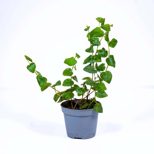 Ficus pumila creeping fig 6cm - creeping,