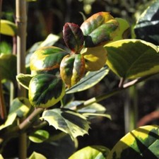 Holly 'Golden King' -