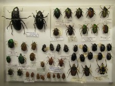 Box 1  48 Specimens Tropical Beetle Butterfly  Insect Entomology Taxidermy