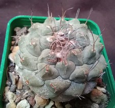 STROMBOCACTUS DISCIFORMIS from