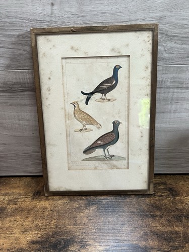 Antique martinet hand - hand, colored