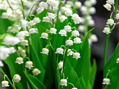Roots fragrant lily of - roots,