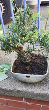 Boxwood Bonsai Tree (Rare potted plants) 