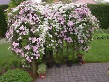 CLEMATIS MONTANA AND RECTA PURPUREA FLOWER SEEDS THREE COLOURS TO CHOOSE