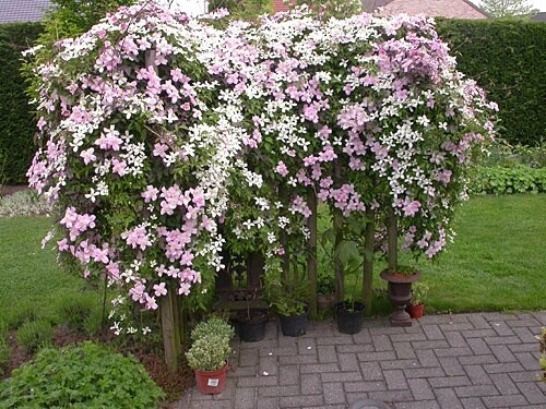 Clematis montana and - and, recta