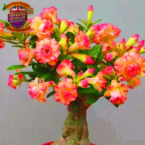 Adenium obesum plants best - obesum,