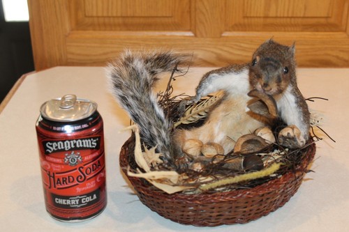Taxidermy squirrel chipmunk - taxidermy,