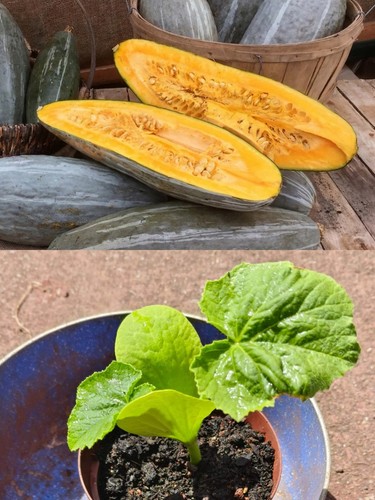 Guatemala blue squash - guatemala,