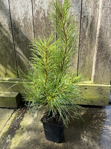 Chinese white pine - pine, tree