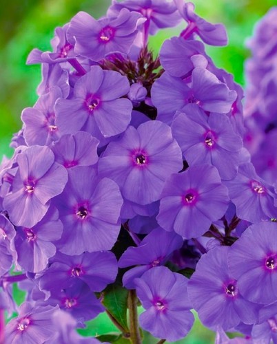 Phlox paniculata blue paradise - phlox,